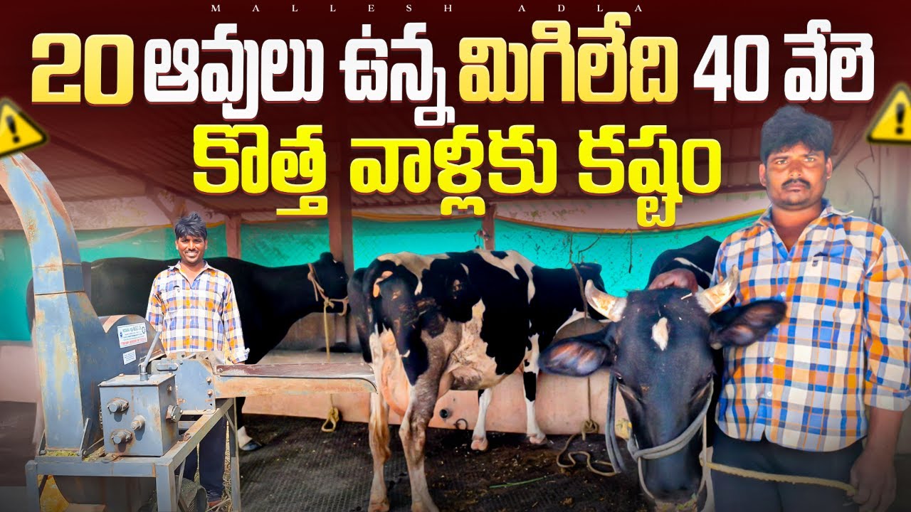 కొత్త వాళ్లకు కష్టమే 10 years expirence in dairy farm @MalleshAdla