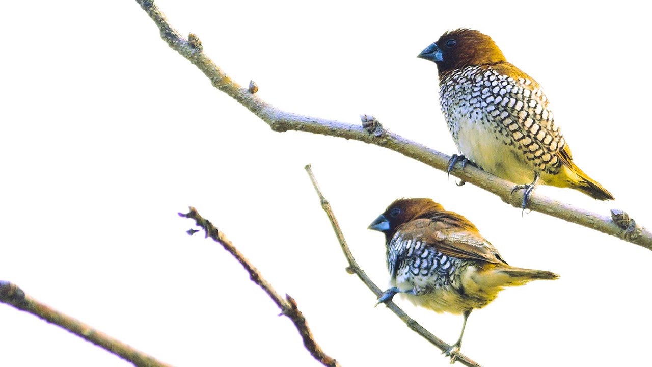 Scaly-Breasted Munia | Birds of Asia | 47/1993