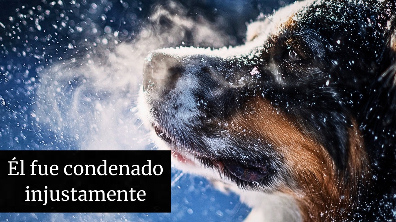 Rottweiler Abandonado en Bosque Helado… y lo que se Convirtió Nadie lo Esperaba