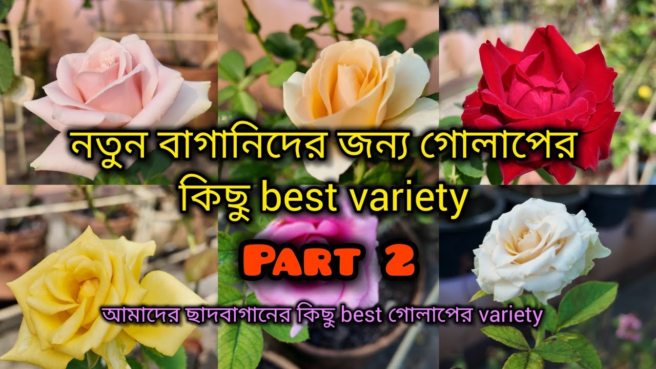গোলাপের কিছু বেস্ট ভ্যারাইটি / best rose variety to grow in pot culture/ gardening for beginners 