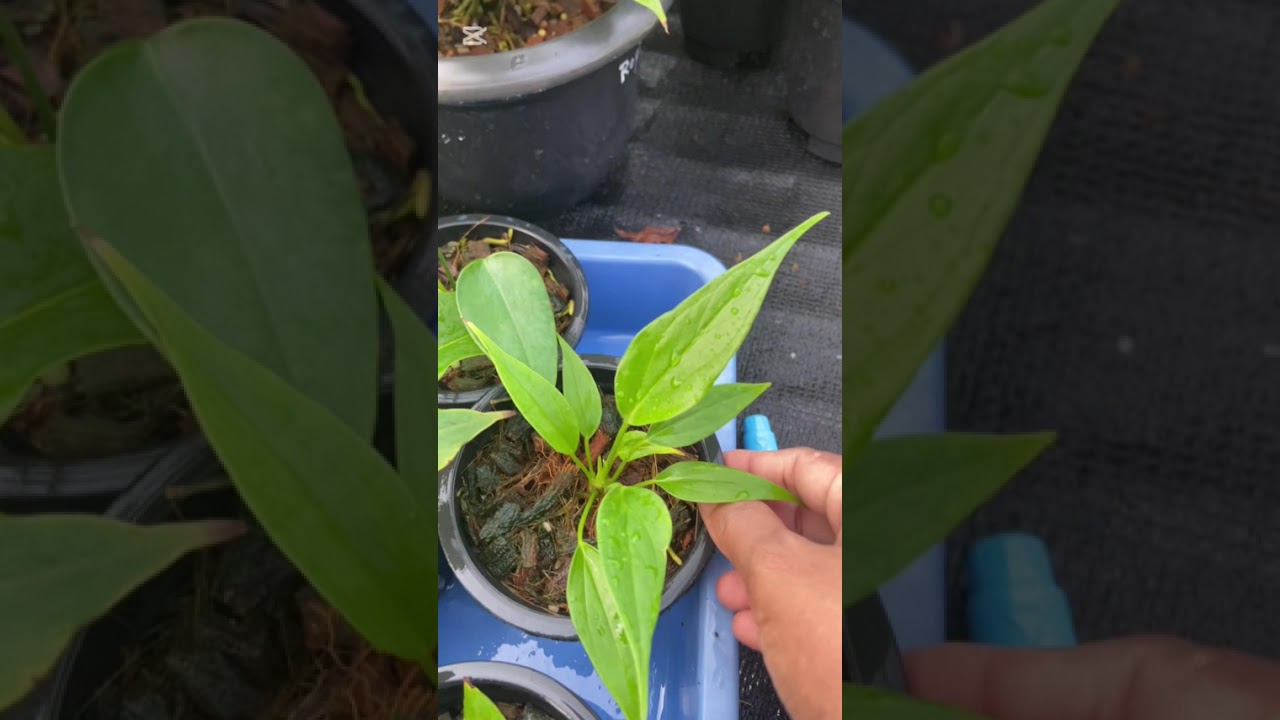 ගොඩ කාලෙකින් පැකේජ් 3ක් ගෙනාවා🥰 0759784825✨🧿#anthurium #anthuriumplant #plants 