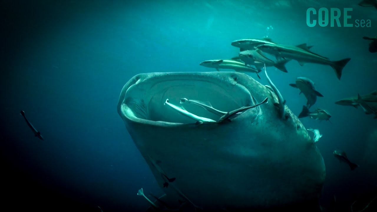 SAVE SAIL ROCK (chapter 1 of 6) CORE sea, Thailand