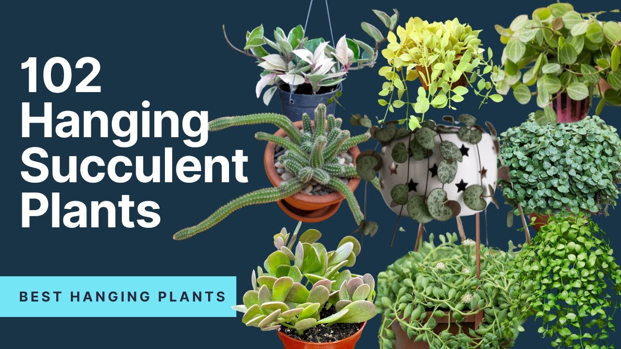 102 Hanging Succulent Plants | Trailing succulents | MOODY BLOOMS