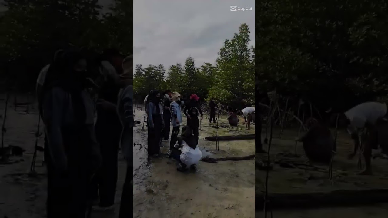Menanam mangrove di pulau Kubong Batam || Save Mangrove