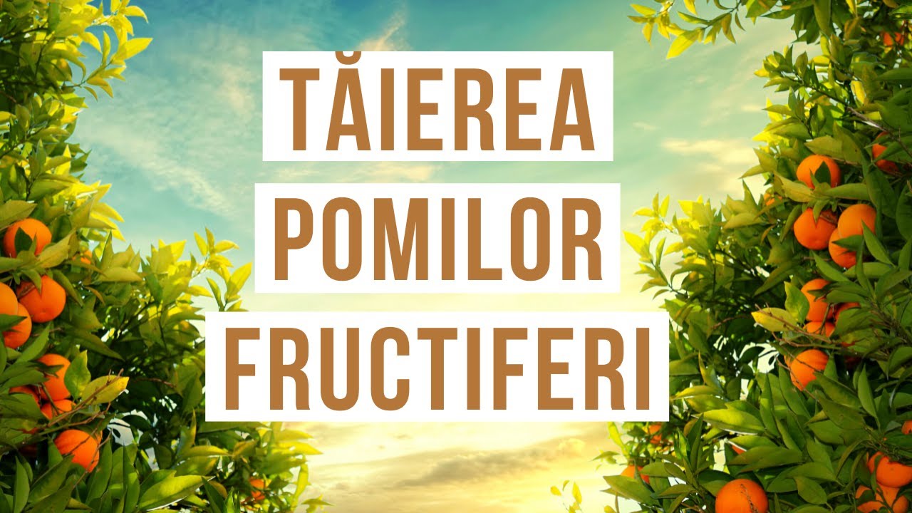 Cum se taie POMII FRUCTIFERI | Sfatul Specialistului - Dorel Hoza | Viata in Gradina