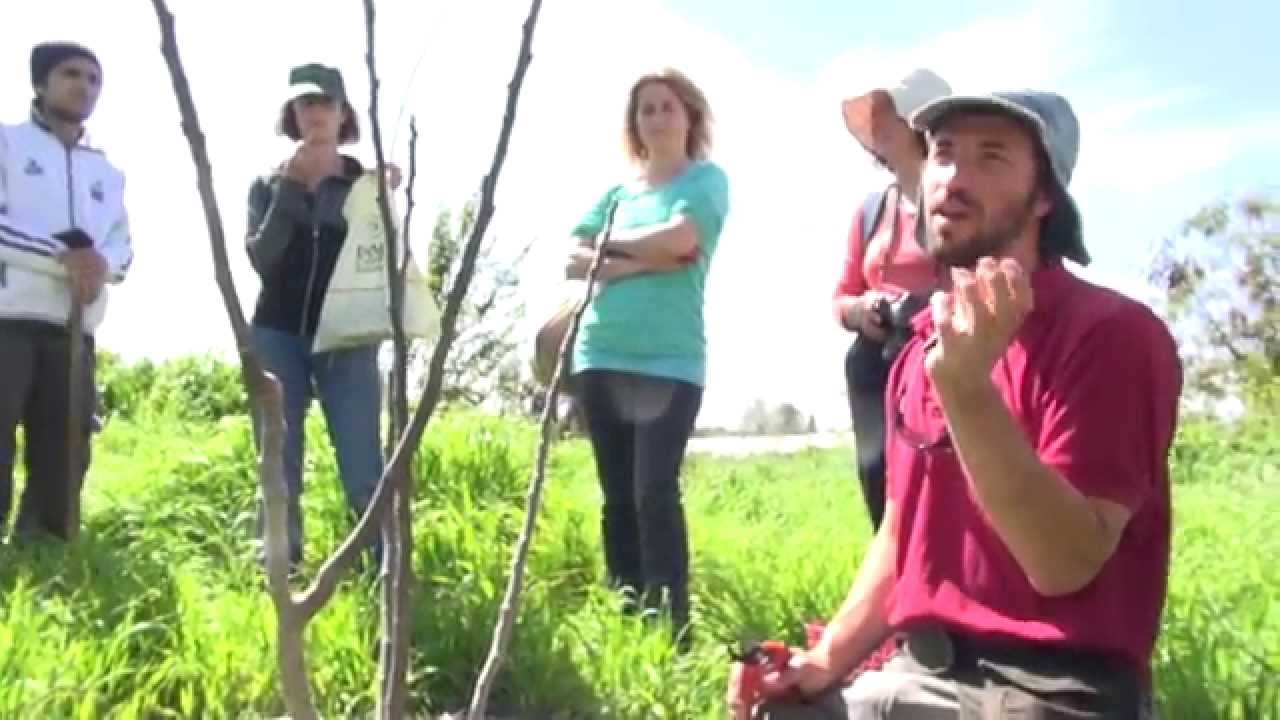 השרשת ייחורי תאנה ישירות בשטח (קורס עומק, יער מאכל קדרון)