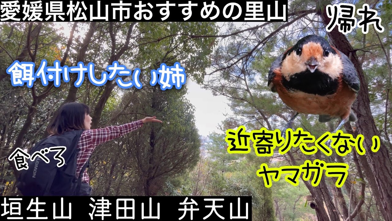 おすすめの里山でヤマガラを餌付けしてみた。