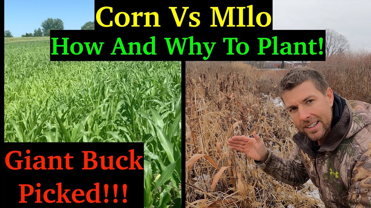 Sorghum Vs Corn | How To Plant Milo Food Plot! Deer Food & Bedding!