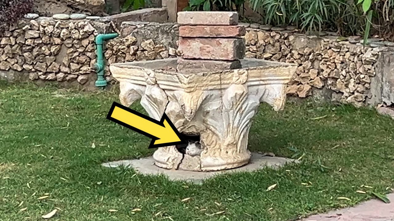 I heard a meow from the pedestal and thought I was imagining it. until I found this kitten.