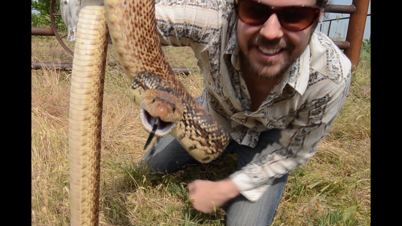 BULL SNAKES - All Across America