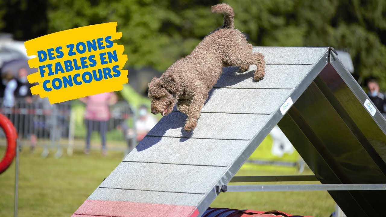 ZONES : mon chien réussit à l'entraînement mais pas en concours !