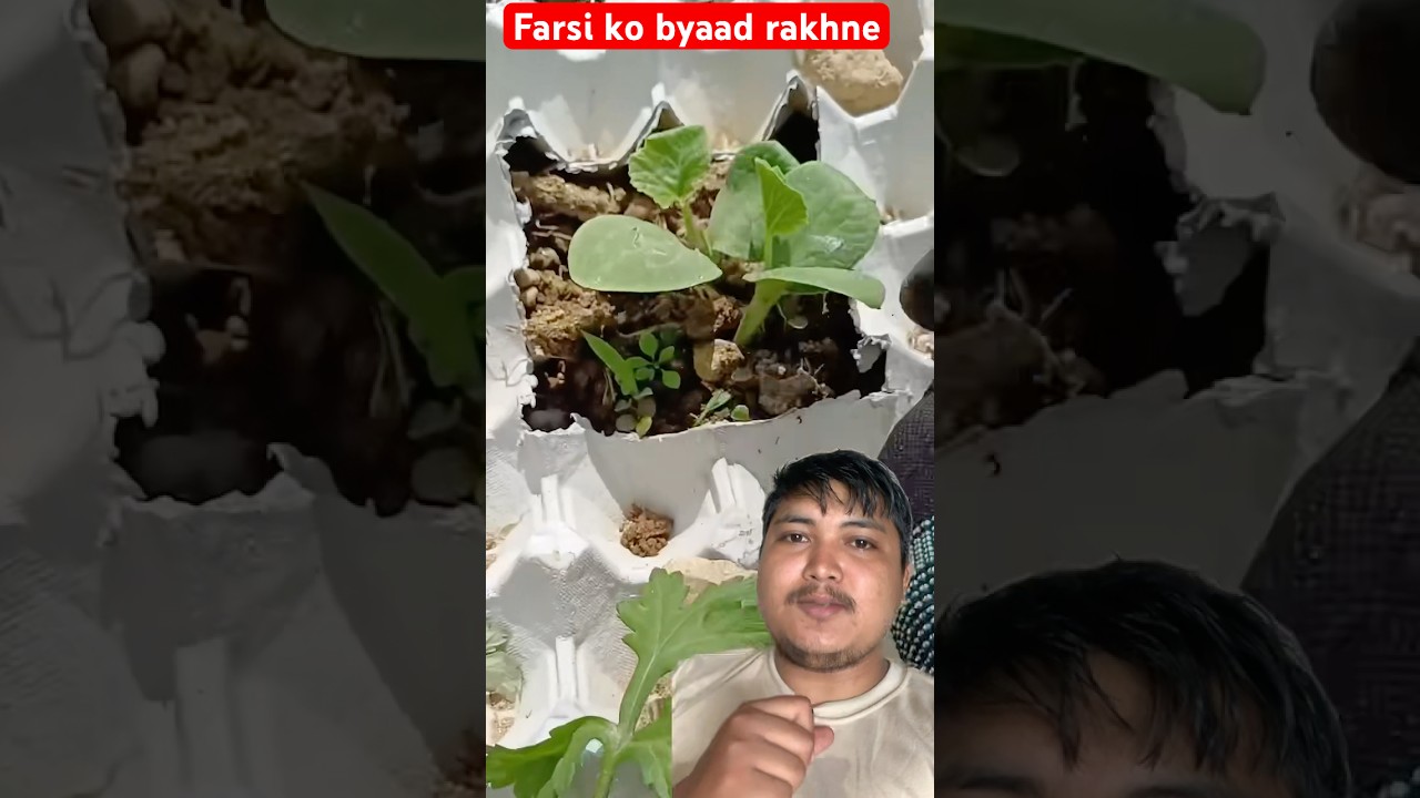 Farsi ko byaad rakhne tarika tw yesto rahixa ni #trending #agriculture #farming #pumpkin #nursery