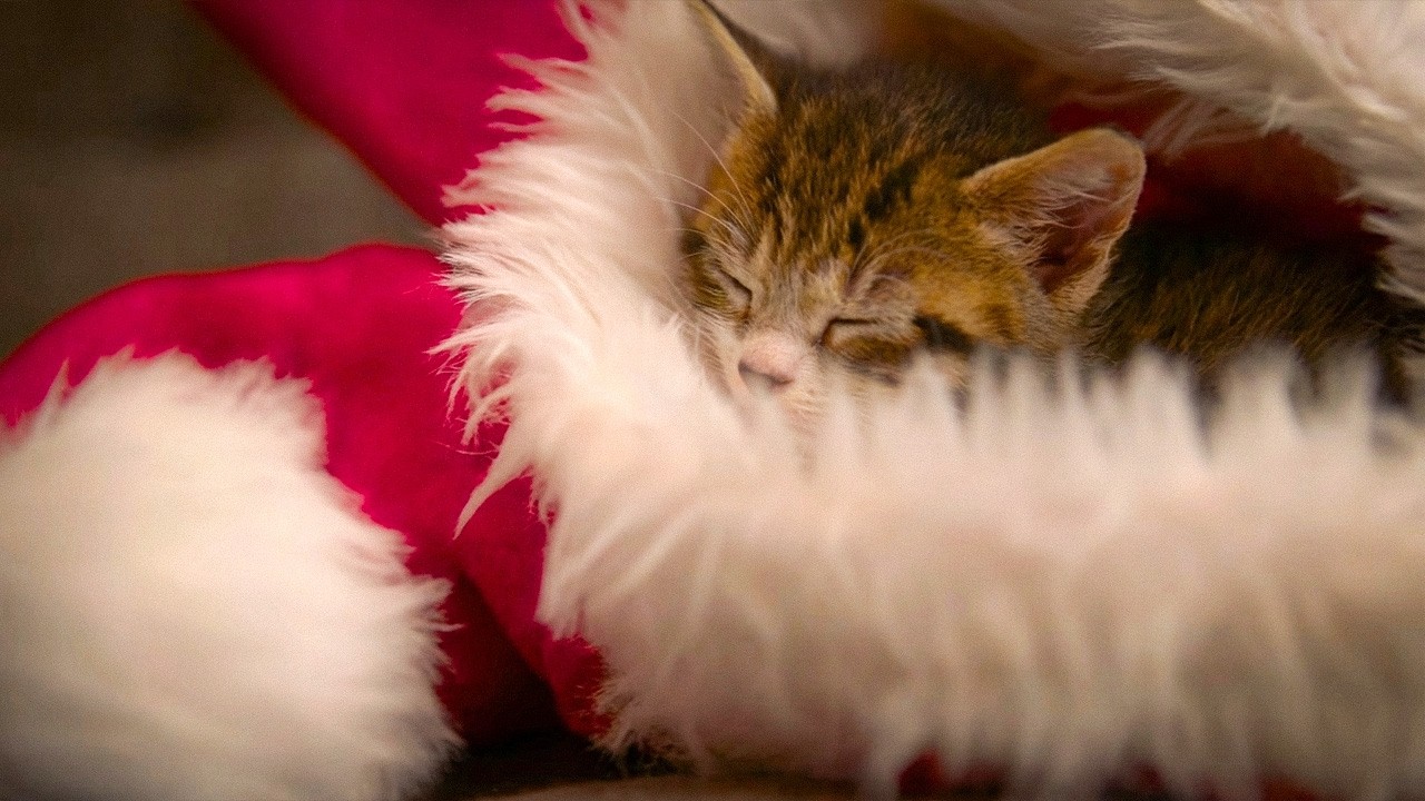 🎄🐾Уютные рождественские коты в потрясающем качестве 4K 🎅✨🐱