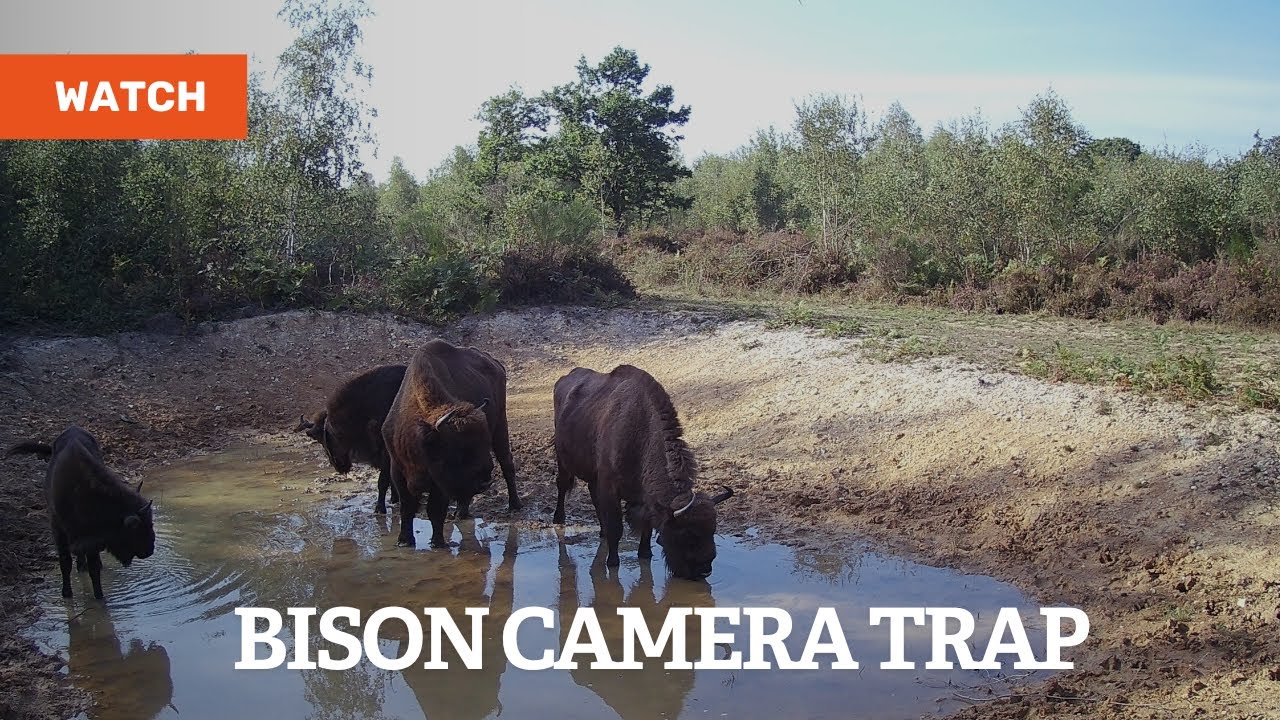 Camera trap footage of the bison herd at West Blean and Thornden Woods