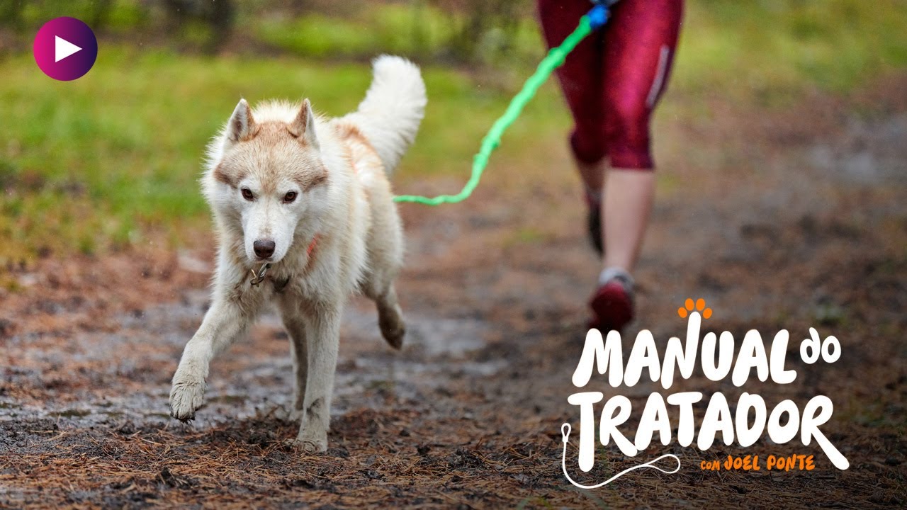 Descubra porque é que os cães precisam de exercício físico!