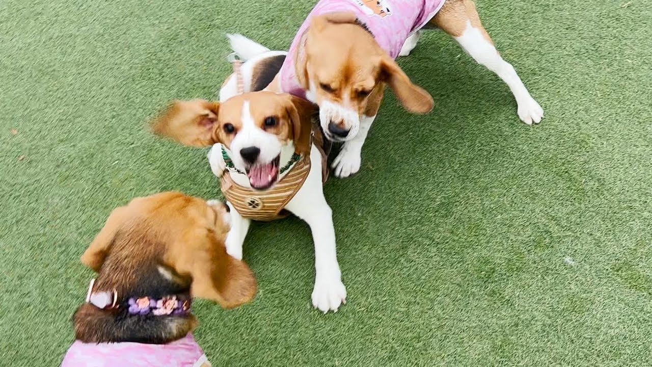 ドッグランデビュー！楽しすぎて2時間ずっと走ってたビーグル【ビーグル多頭飼い】