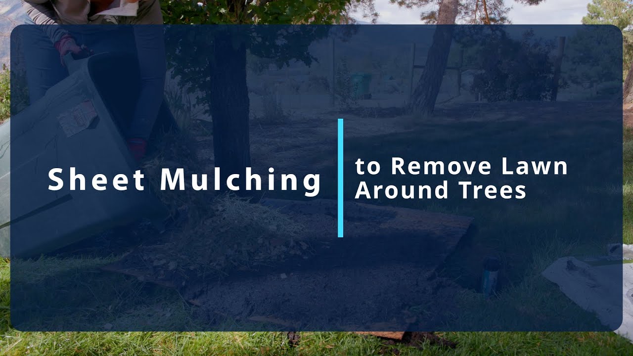 Sheet Mulching to Remove Lawn Around Trees #gardening #arborist #trees #waterconservation