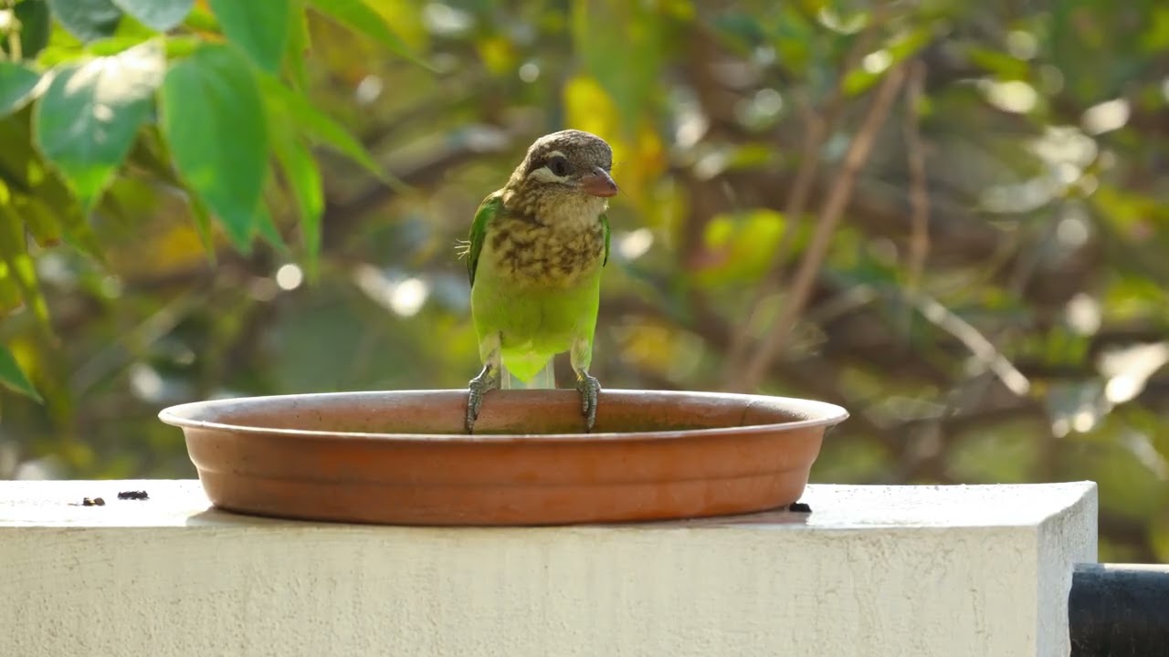 White-cheeked barbet vocalising from the birdbath 