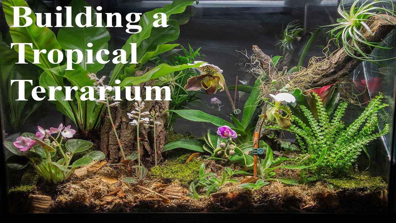Building a Tropical Plant Terrarium