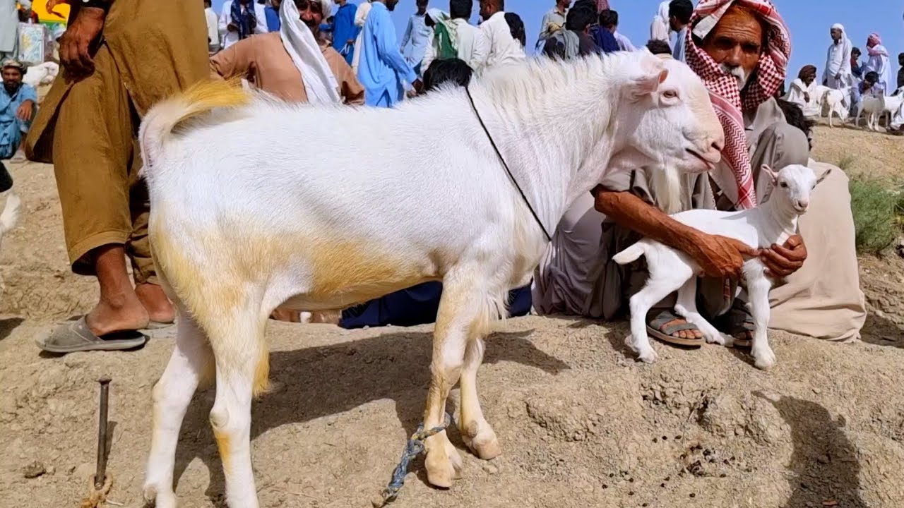 Teddy goat Ki Mandi 15 May 2022 Bakra Mandi Mohammad Pur [ 03354746487 ]
