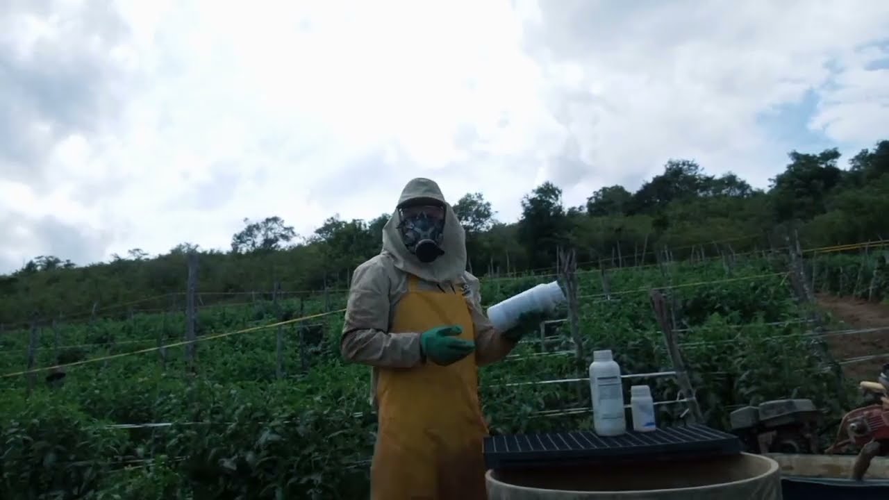 cálcio e boro no tomate