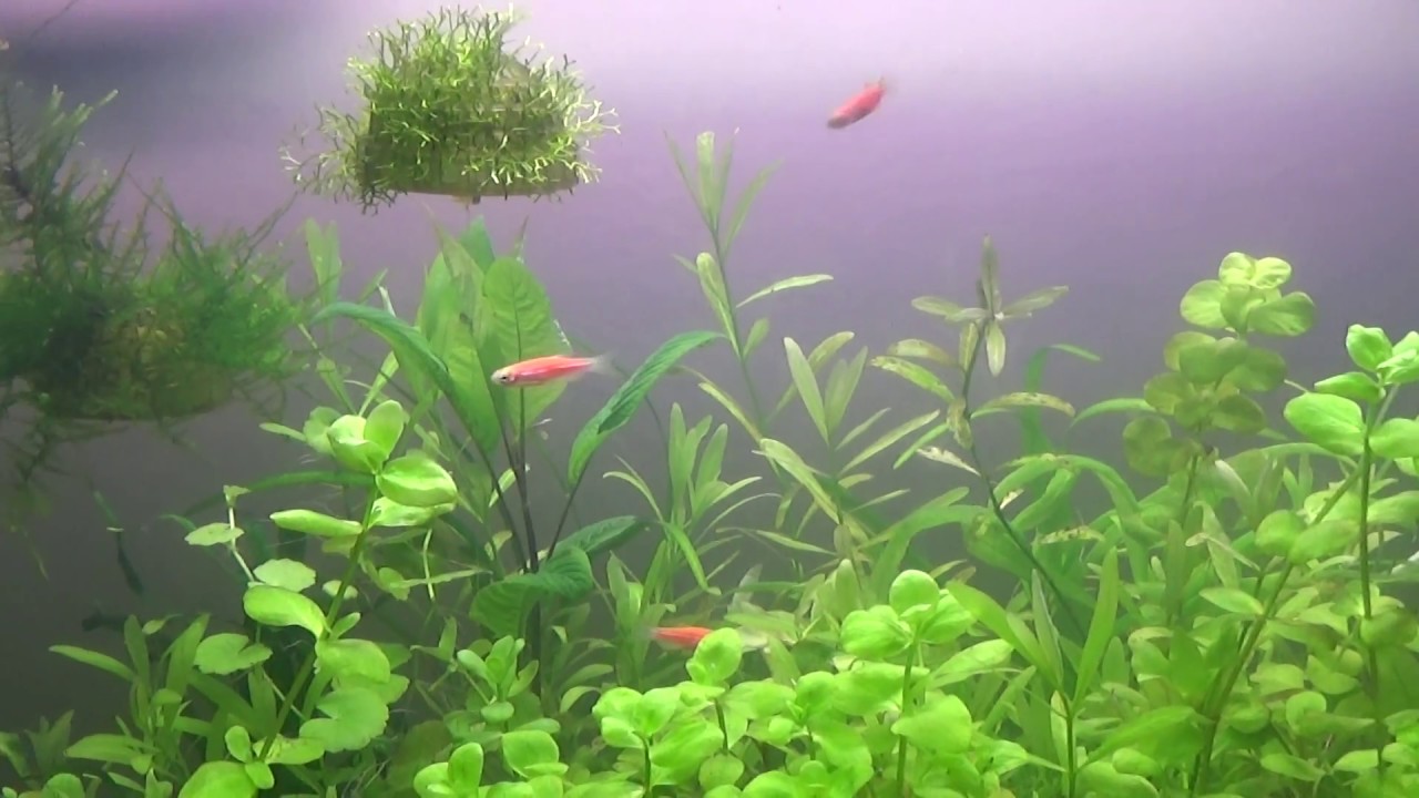 Danio czerwone