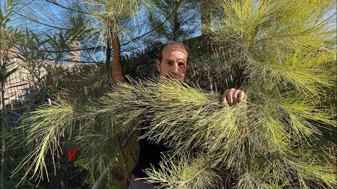 شجرة معمرة دائمة الخضرة🌲خشبها افضل فحم تنقي الهواء تصدّ الرياح تجذب الطيور ولا تحتاج أي عناية🌿👌