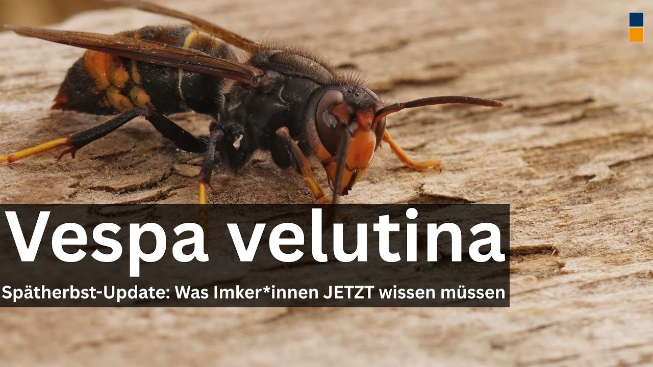 Vespa velutina: Warum sie jetzt noch aktiv ist – und was du unbedingt tun solltest! 🔍🔥