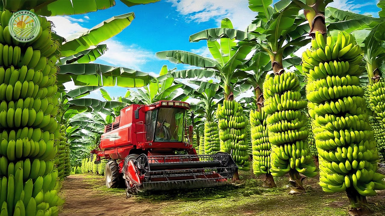 How Farmers Harvest 1.7 Billion Bananas Every Day – Inside Banana Farming