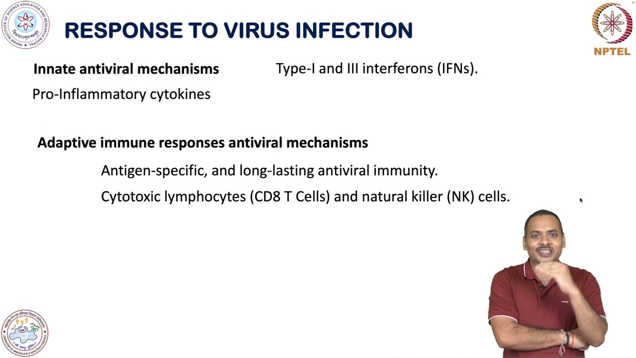 Innate Immunity during virus infection-Type I Interferon-dependent