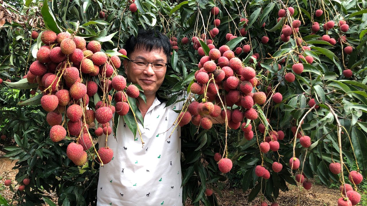 闲牛去表嫂家的果园里摘荔枝，又摘又吃好过瘾，还说要寄给牛嫂吃
