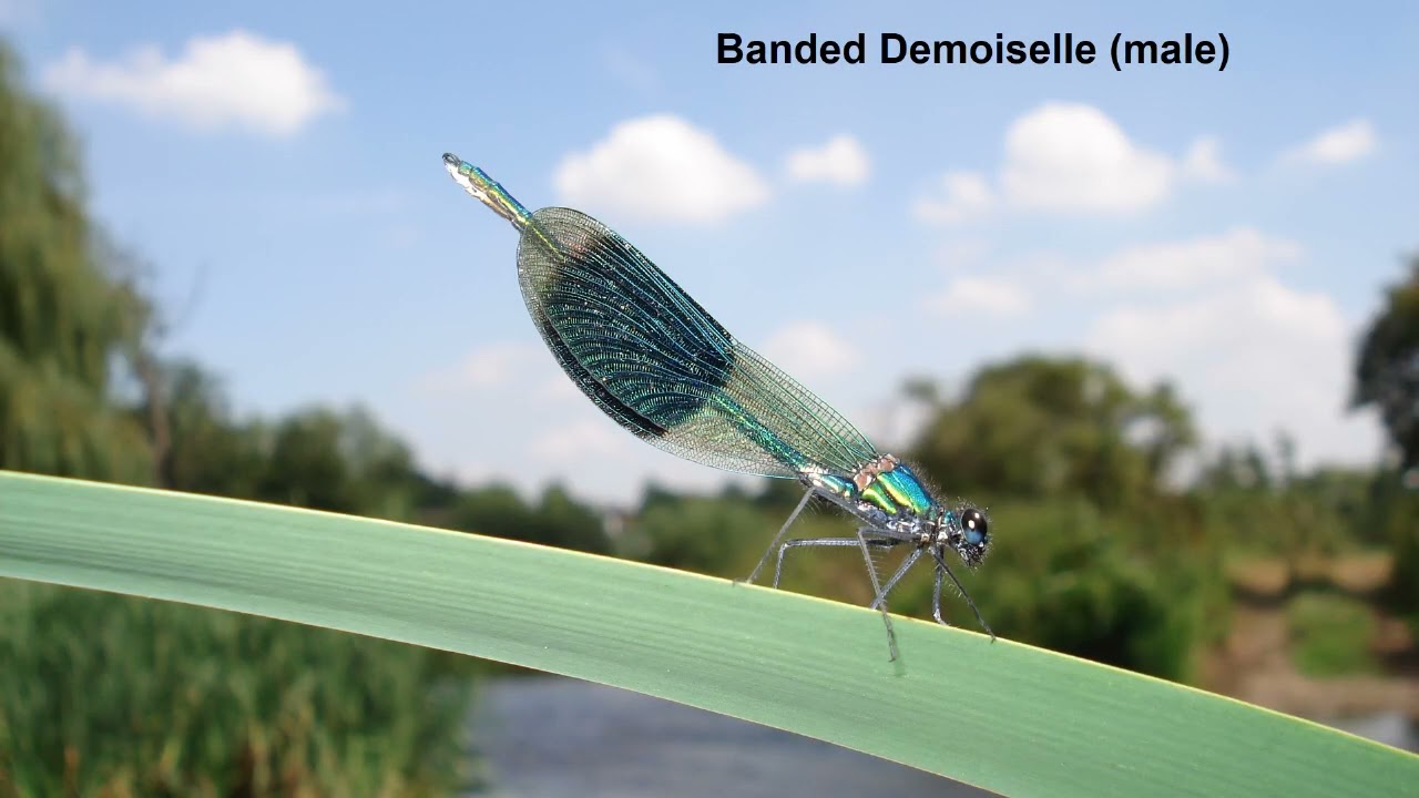 Britain's Dragonflies; Common Species by Dave Smallshire