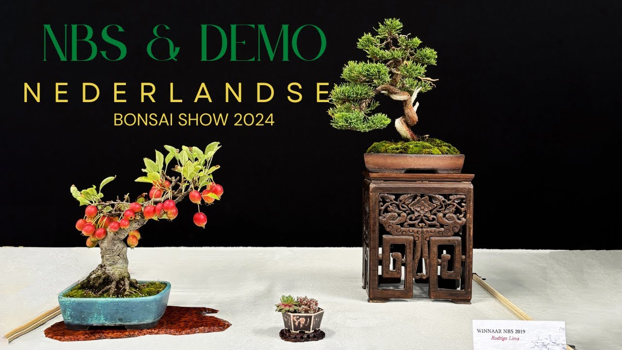 Nederlandse Bonsai Show 2024
