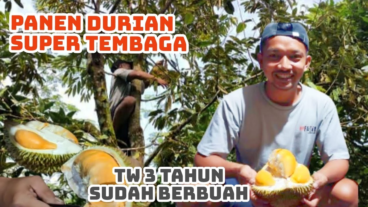 PANEN DAN REVIEW DURIAN SUPER TEMBAGA
