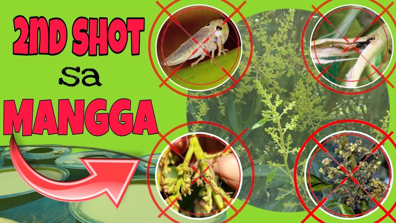 ano ang CHEMICALS na gagamitin sa second shot / puksain ang mapanirang insekto sa mangga