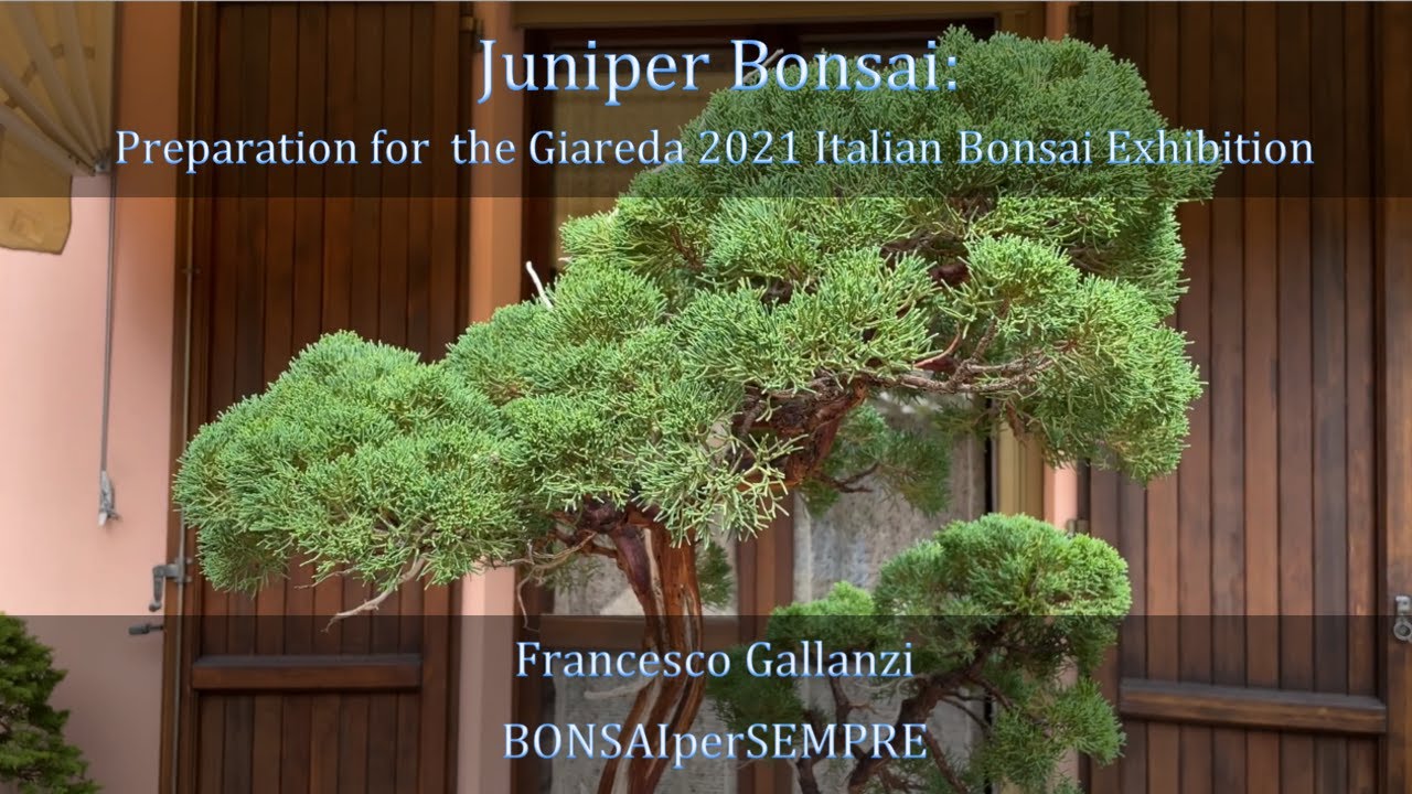 Preparation of a two-trunk juniper for the Giareda 2021 Bonsai Exhibition by Francesco Gallanzi