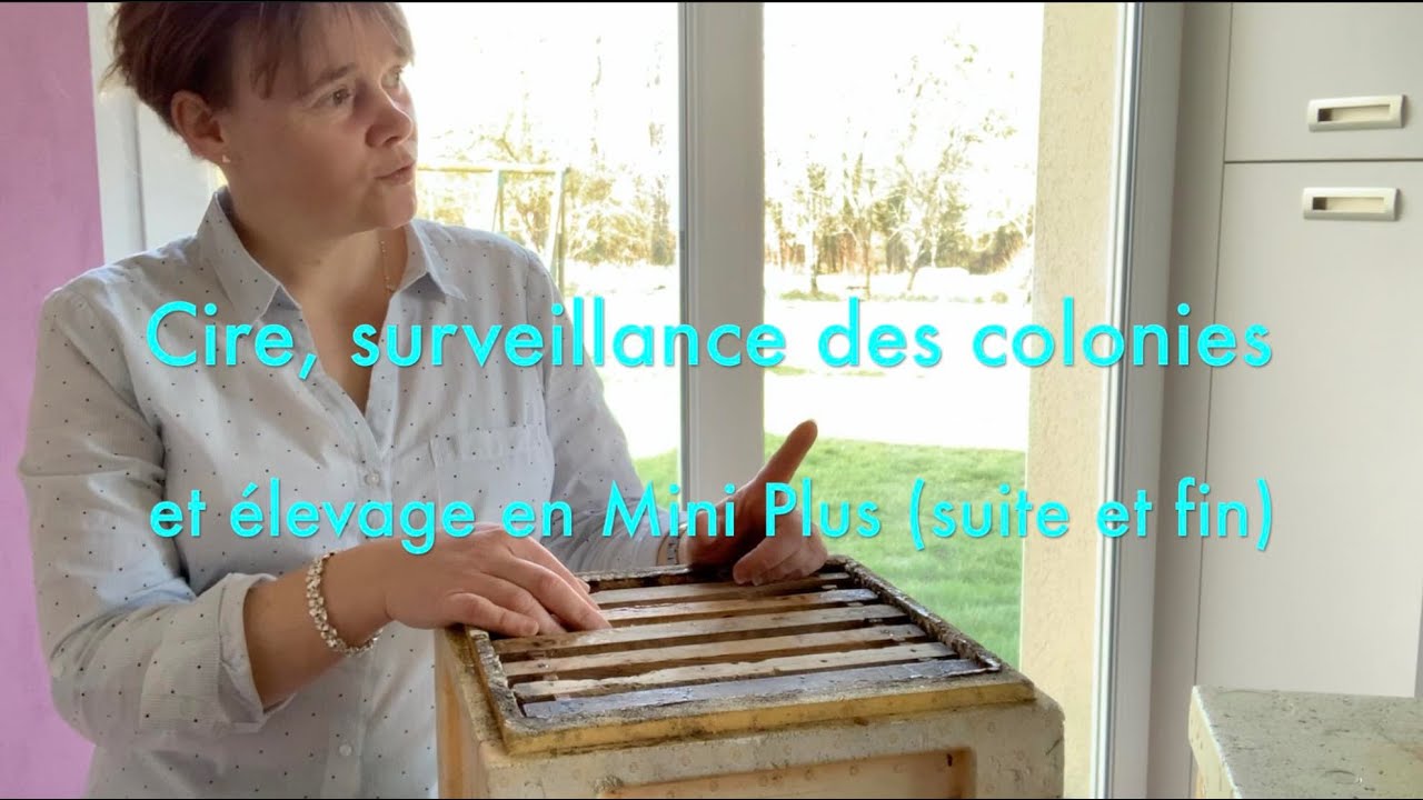 03022020 Cire, surveillance des colonies et élevage en Mini Plus (suite et fin)
