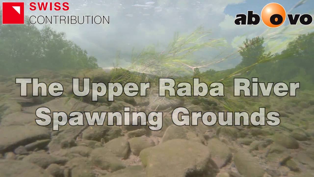 The Upper Raba River Spawning Grounds