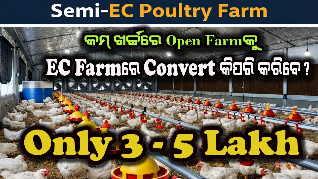 Open Poultry Farmକୁ Semi EC Poultry Farmରେ କିପରି Convert କରିବେ କାମ ଖର୍ଚରେ//#skfarming #semiecfarm