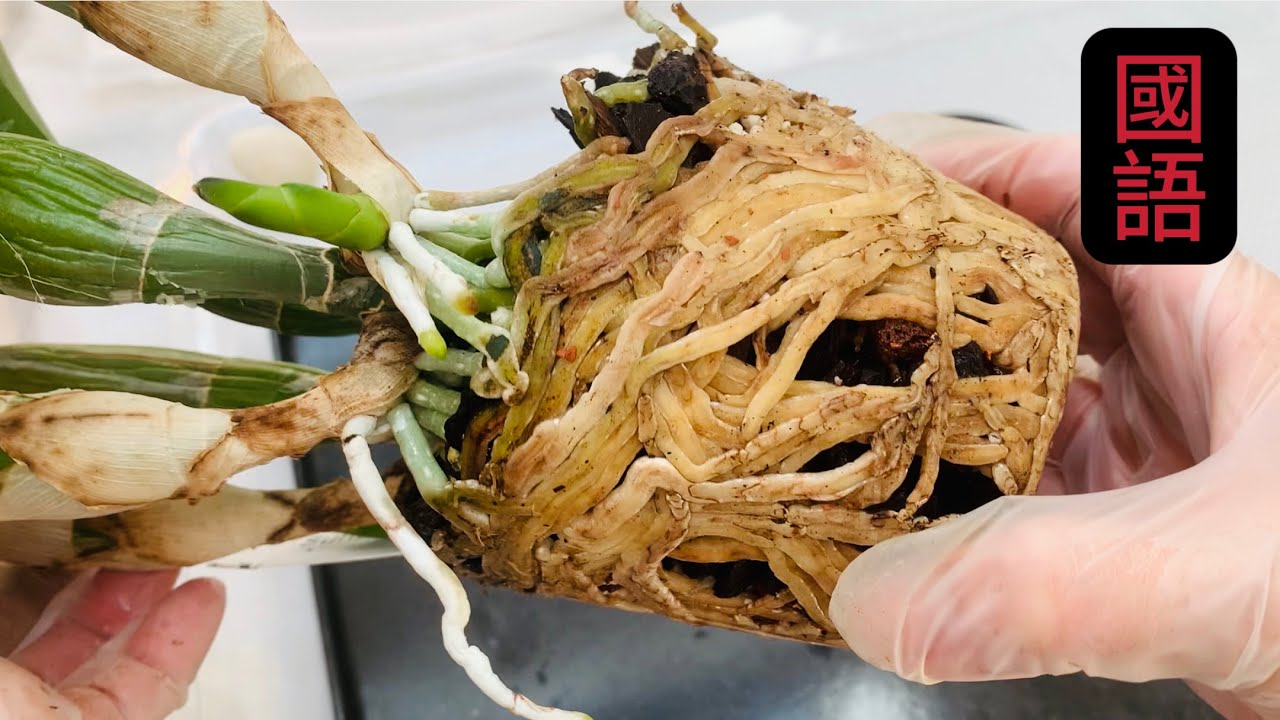 蘭花（180）（國語）要養出這樣的根，用上一物事半功倍！ How to repot orchids