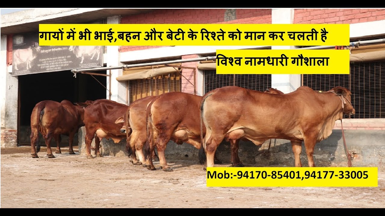 दुनिया का विशाल साहीवाल गाय फार्म |विश्व नामधारी गौशाला की अति सुंदर गाय अधिक दूध कैसे देती है?