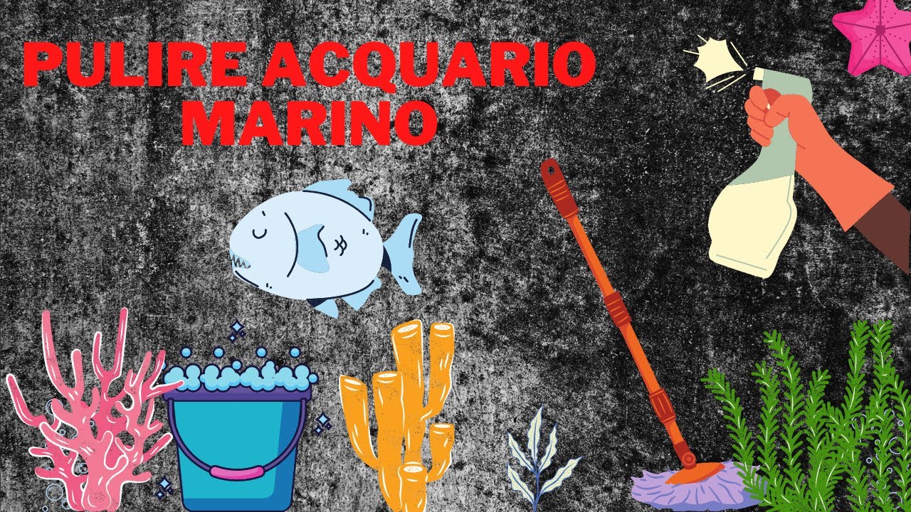 Pulire acquario marino (Nano Reef da 50 litri)