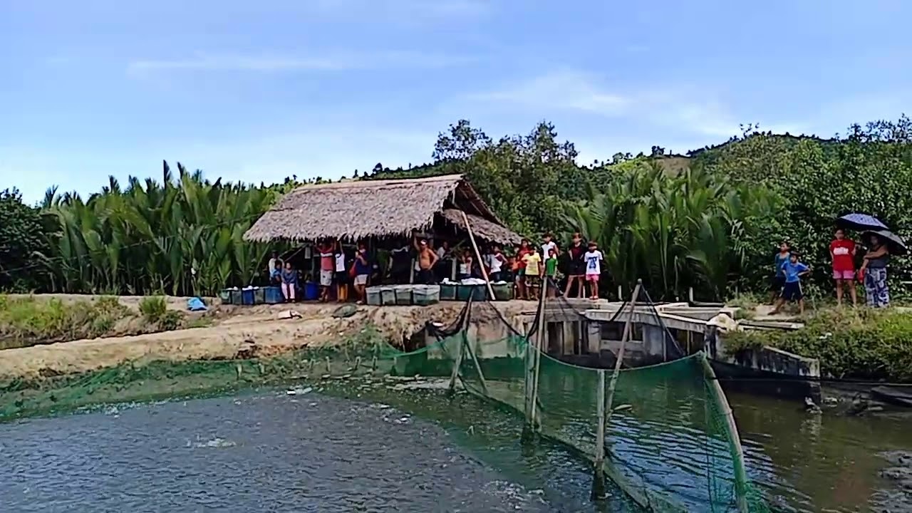 1st Harvest Fishpond (Bangus)