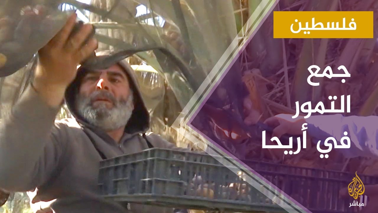 جمع محصول التمور في مدينة أريحا الفلسطينية