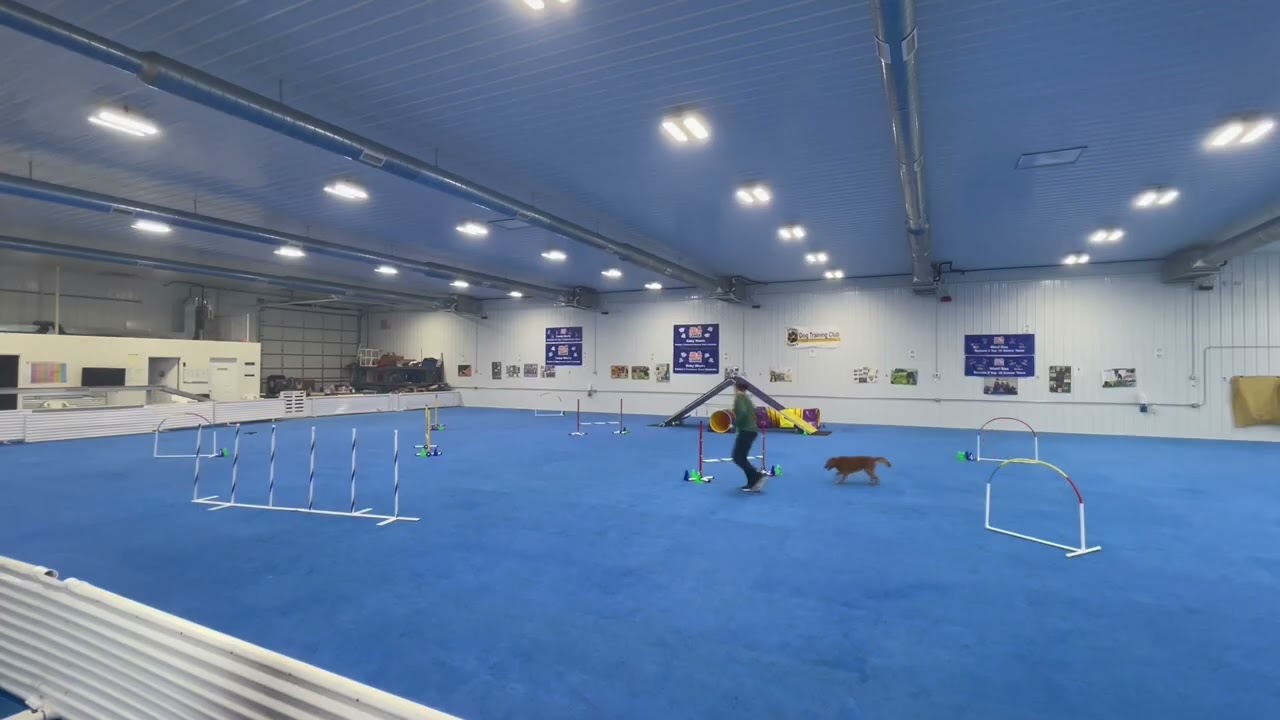 2026 Polly - NADAC Happy Regular, run 1, 02.16.26