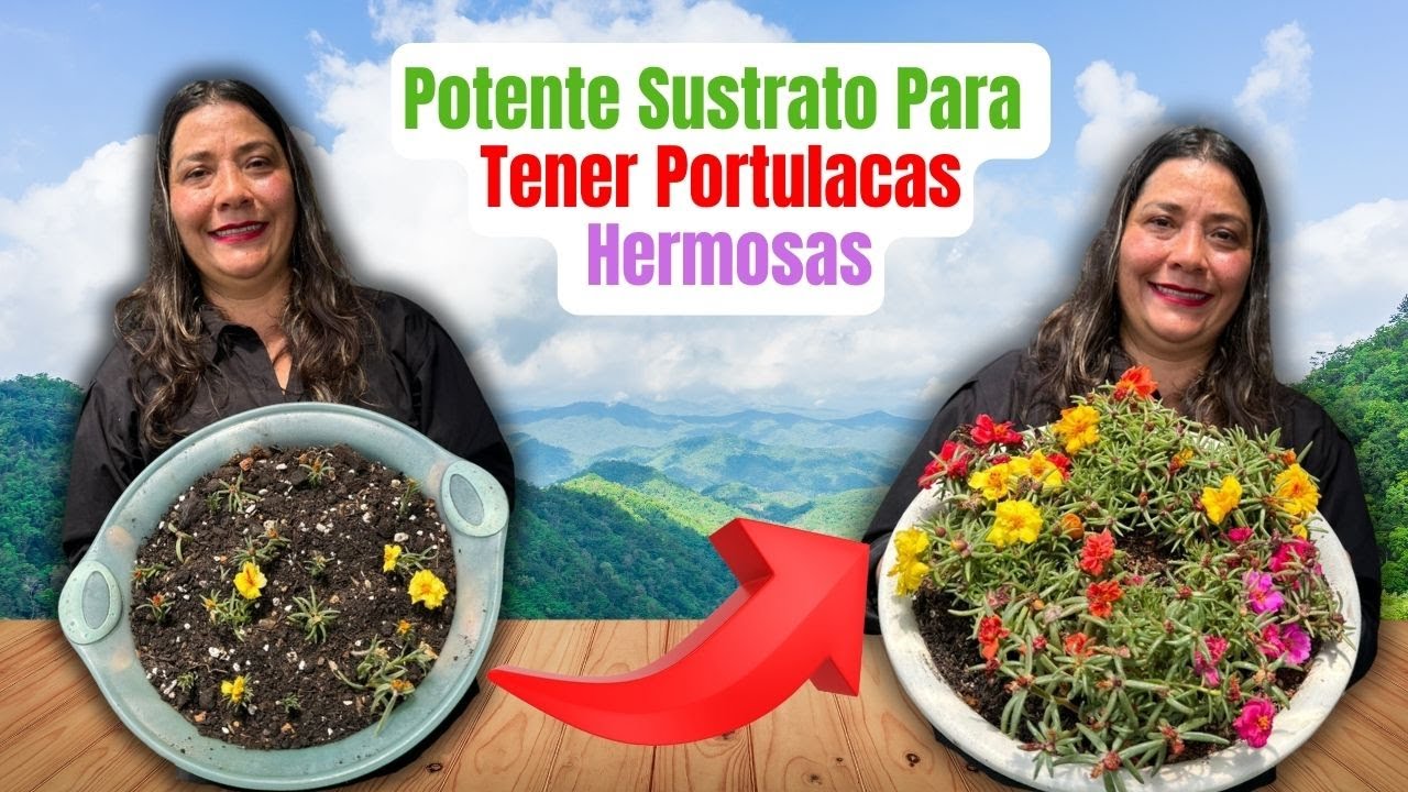 Sustrato Perfecto Para Portulacas sin plagas y hermosas flores