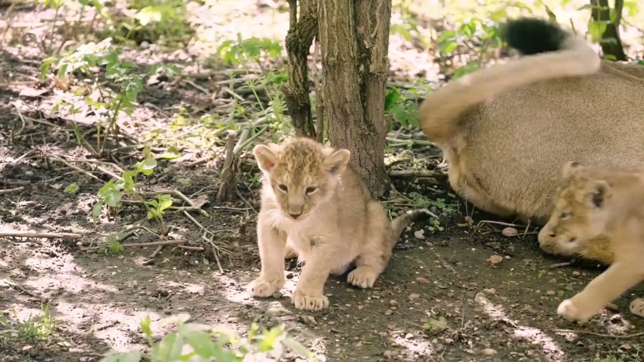 London Zoo Names Three Asiatic Lion Cubs in Time for Father's Day