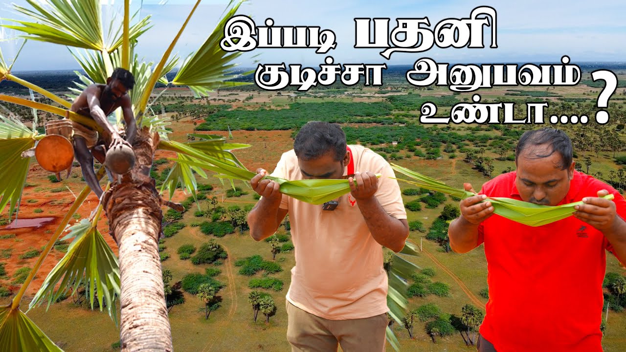 இப்படி பதனி குடிச்சா அனுபவம் உண்டா...?  | WFT Vlog