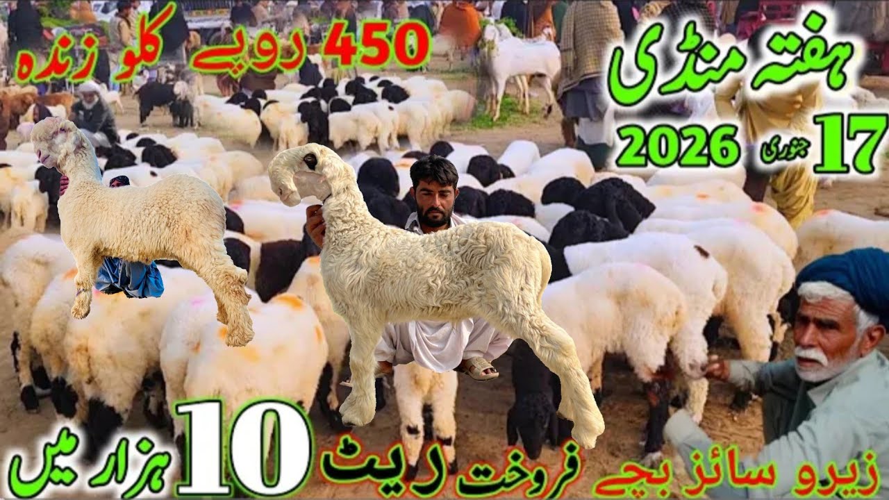 17 January 2026 حفتہ والے دن کی بڑی منڈی ڈیرہ غازی خان 😭 سلطان نسل کے مندرے چھترے  03186372506