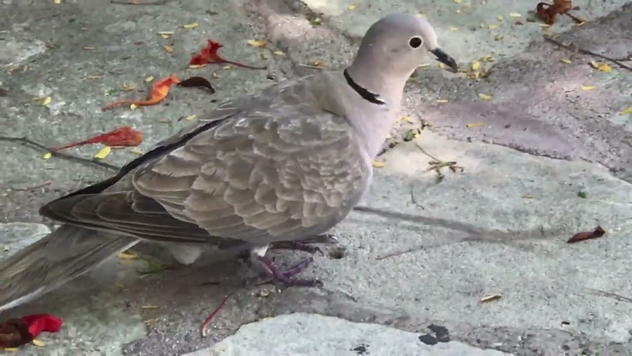 Eurasian Collared Dove looking for twigs for its nest in Paphos CYPRUS